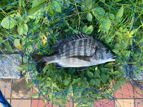 クロダイの釣果