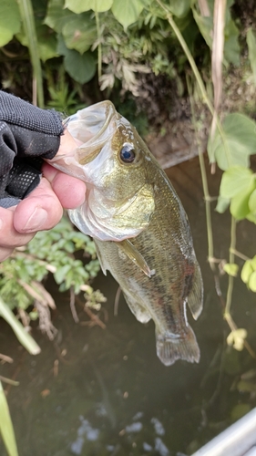 ラージマウスバスの釣果