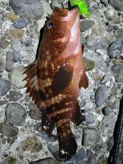 キジハタの釣果