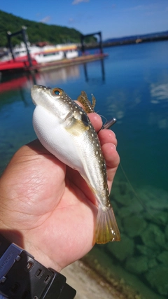 フグの釣果