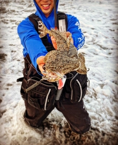 マゴチの釣果