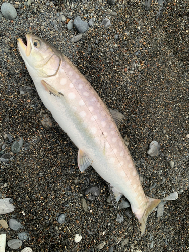 アメマスの釣果