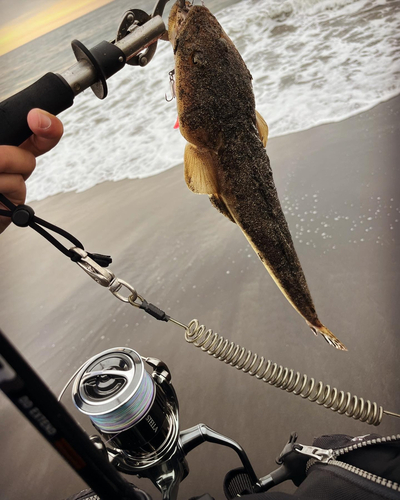 マゴチの釣果