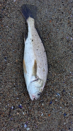 イシモチの釣果