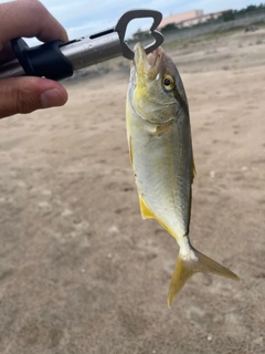 カンパチの釣果