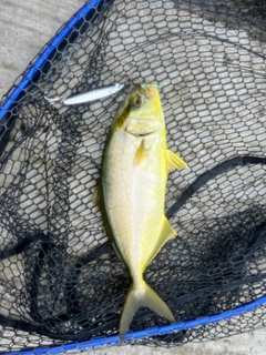 ショゴの釣果