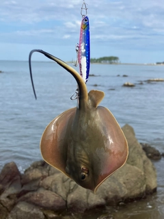 アカエイの釣果