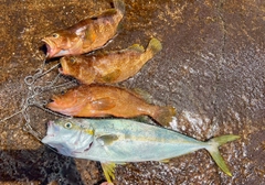 ヒラマサの釣果