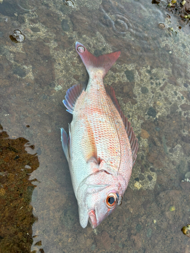 マダイの釣果