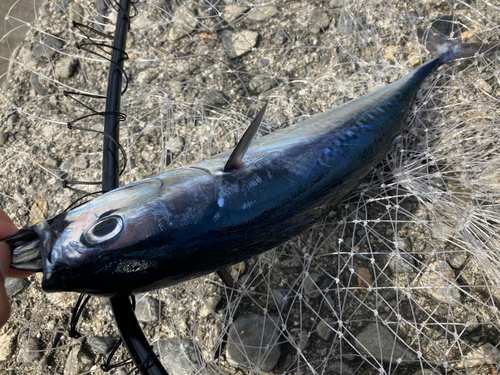 ソウダガツオの釣果