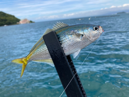 タカベの釣果