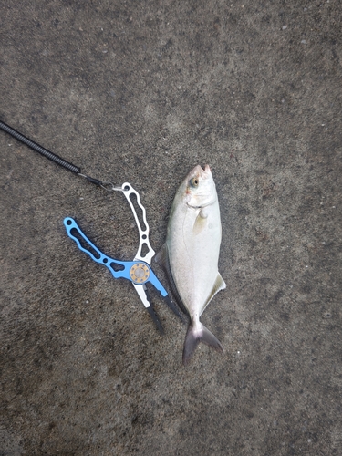 ショゴの釣果