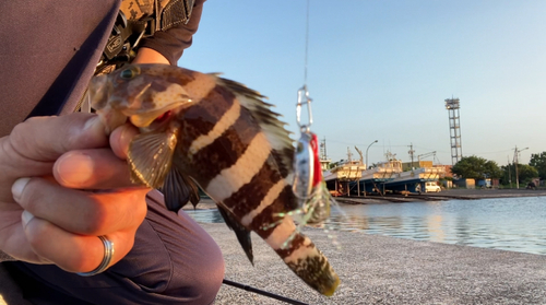 アオハタの釣果