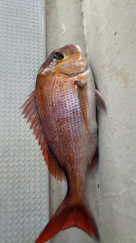 マダイの釣果