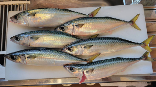 サバの釣果