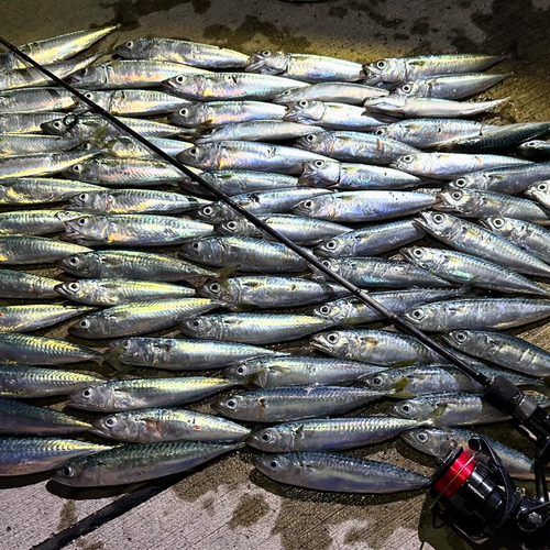 サバの釣果