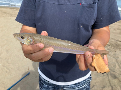 キスの釣果