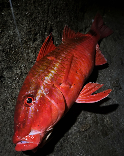 ホウライヒメジの釣果