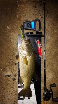 ブラックバスの釣果