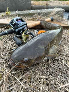 ナマズの釣果