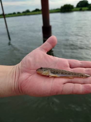 マハゼの釣果