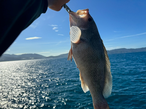 オオモンハタの釣果