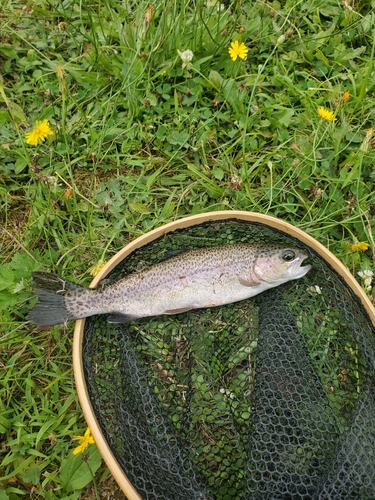 ニジマスの釣果