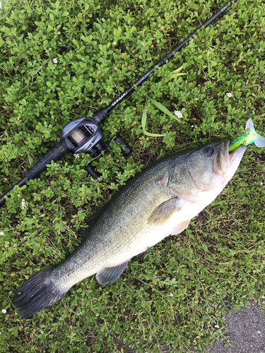 ブラックバスの釣果