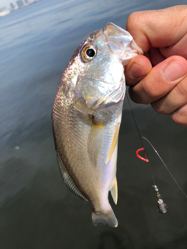 イシモチの釣果