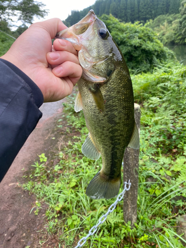 ラージマウスバスの釣果