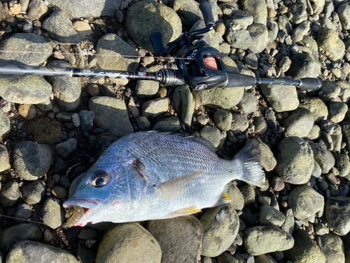 キビレの釣果