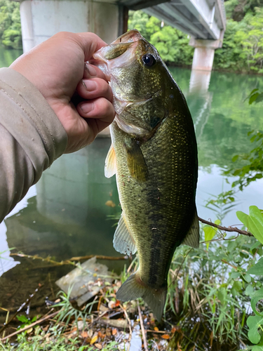 ラージマウスバスの釣果