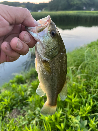 ラージマウスバスの釣果