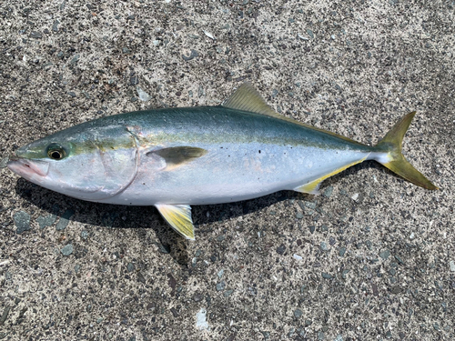 ハマチの釣果