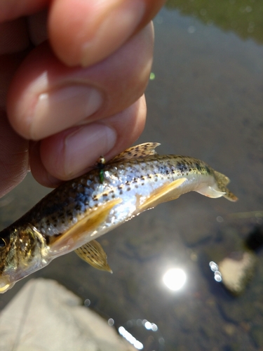 ニゴイの釣果