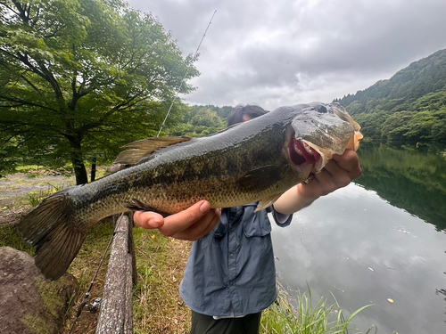 ラージマウスバスの釣果