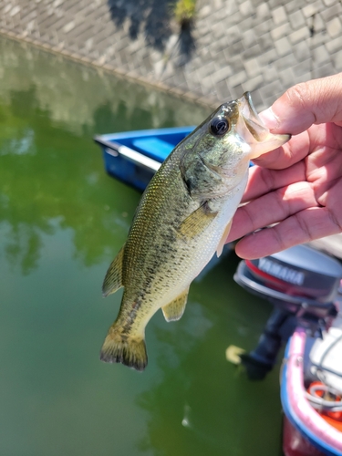 ラージマウスバスの釣果