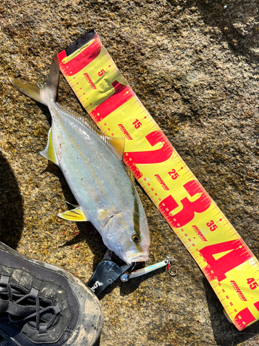 ショゴの釣果