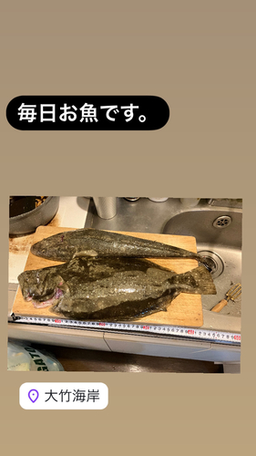 マゴチの釣果