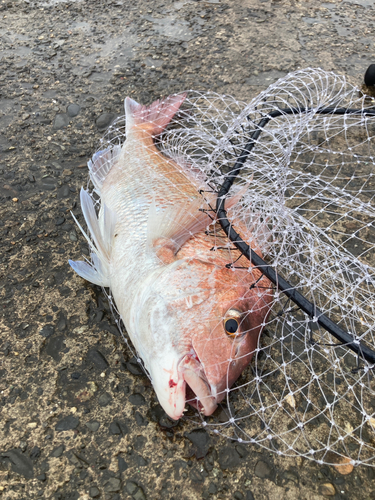 タイの釣果