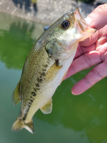 ラージマウスバスの釣果