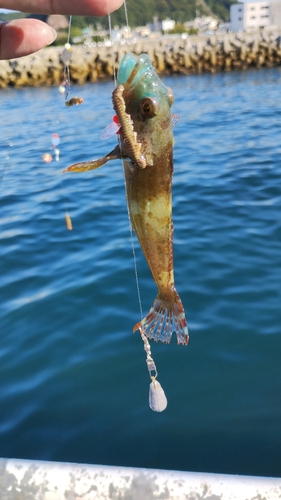 アナハゼの釣果