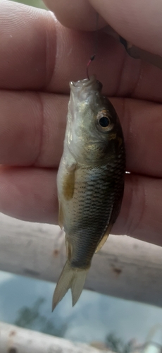 フナの釣果