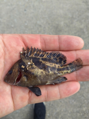 コショウダイの釣果