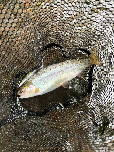 ニジマスの釣果