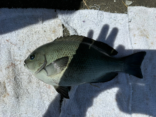 グレの釣果