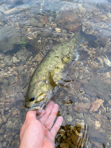 スモールマウスバスの釣果