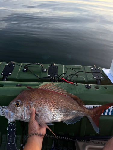 タイの釣果