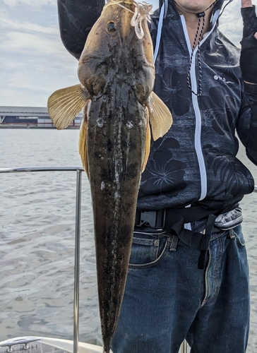 マゴチの釣果