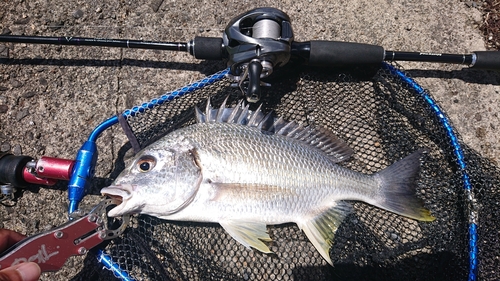 キビレの釣果